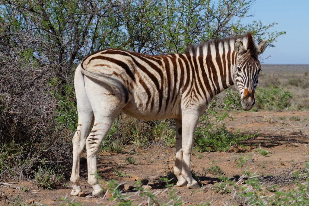 04 - Karoo NP (17).jpg